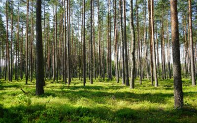 Entdecke die magische, verjüngende Kraft des Waldes